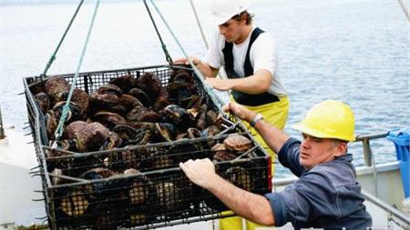 夢幻食材探秘 澳洲野生黑邊鮑