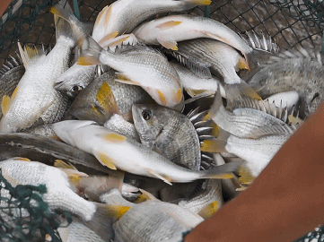 珠海這條魚，游進了央視！——農產品品牌化的成功之路