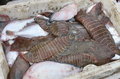 每日鮮貨，海捕直達 探秘山東鑫發漁業集團的近海時令經濟魚